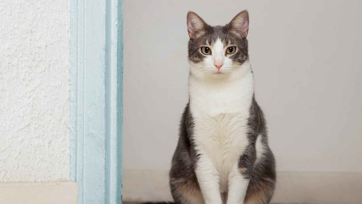 Oscar level cat drama A limping feint left people in splits Video goes Viral on Internet see netizens reaction
