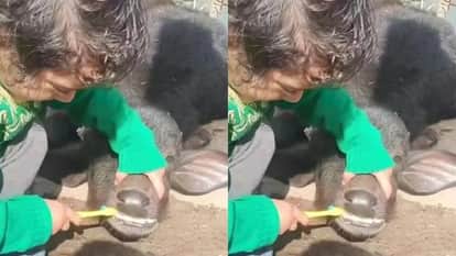 A little girl brushed a baby buffalo people said this is extremely cute Video goes Viral on Internet