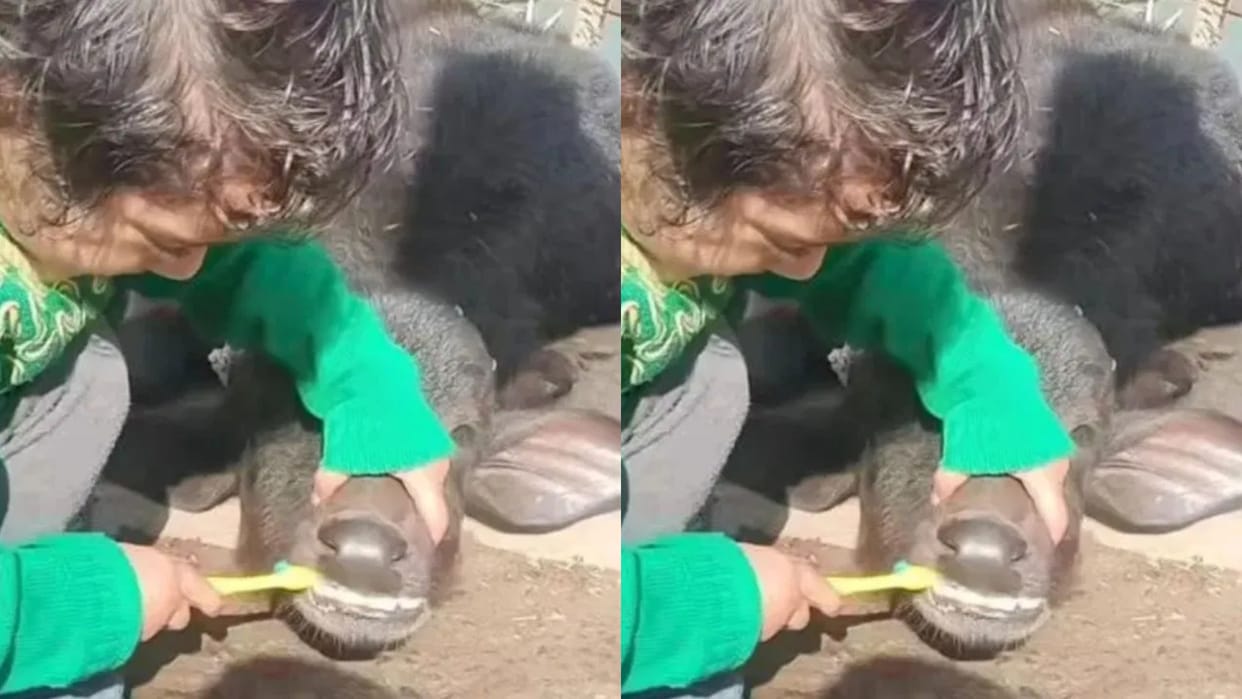 A little girl brushed a baby buffalo people said this is extremely cute Video goes Viral on Internet