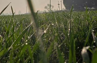 Indore: Temperature dropped six degrees below normal in Indore, cold increased even during the day.