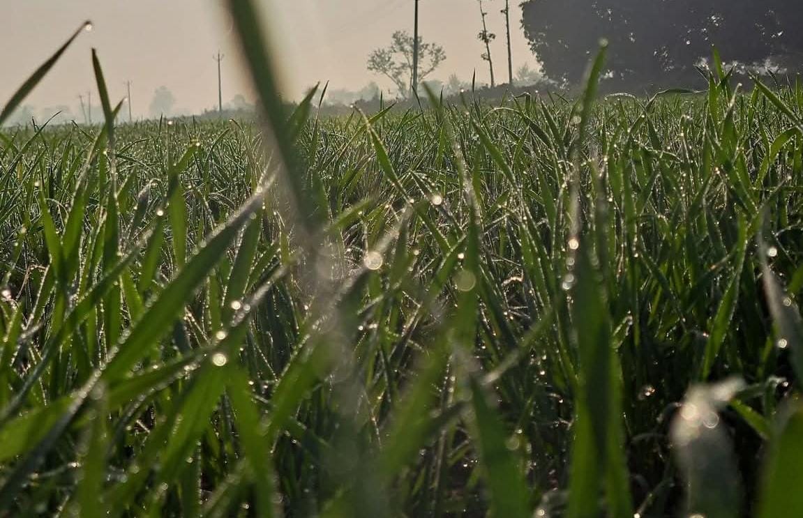 Indore: Temperature dropped six degrees below normal in Indore, cold increased even during the day.