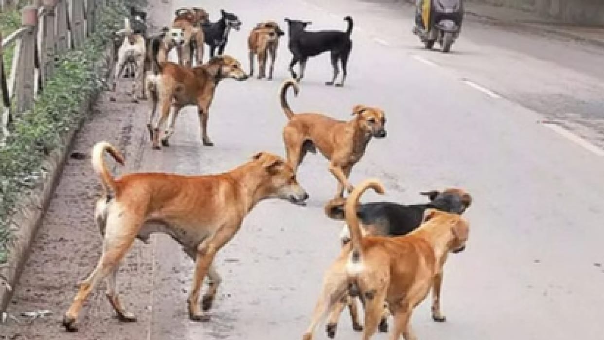 Now professors will monitor dogs in colleges too, order issued in Chhattisgarh