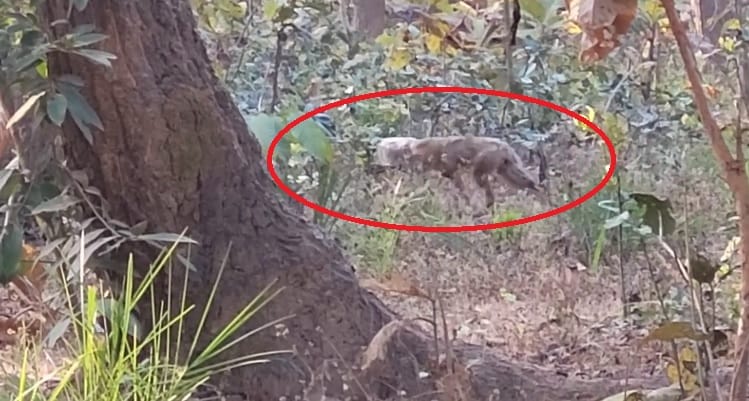 wild jackal's head was stuck in a plastic container