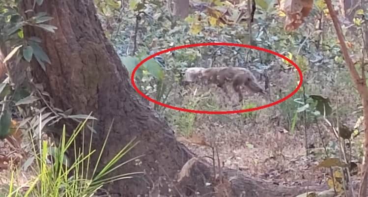 प्लास्टिक के डब्बे में फंसा जंगली सियार का सिर