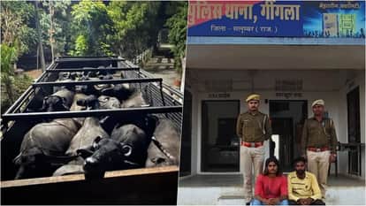 Salumber News: 80 buffaloes crammed in partitioned trucks rescued and sent to cowshed, two accused arrested
