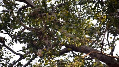 trees sick due to pollution