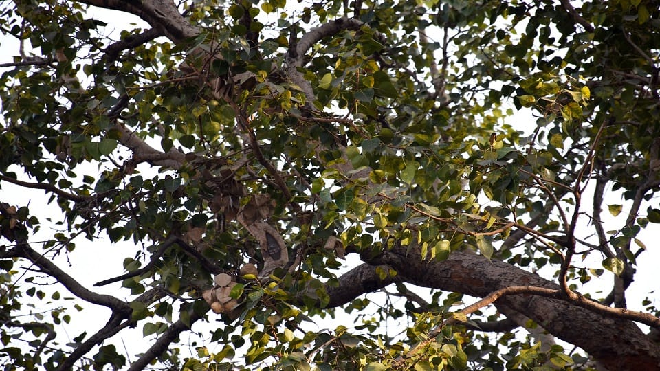 trees sick due to pollution