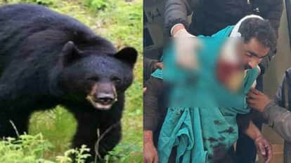 Tehri News Boy carrying a goat was attacked by two bears; he bravely saved his life