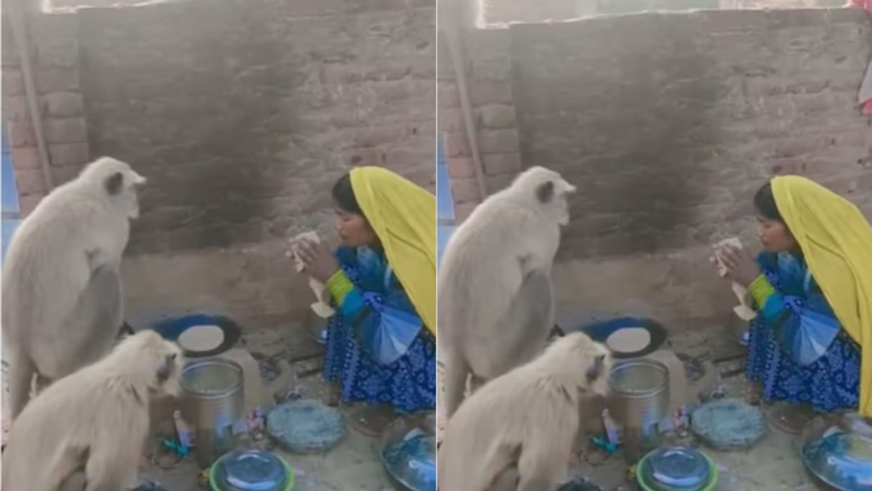 A woman fed monkeys like children watching the video will make your heart happy Video goes Viral