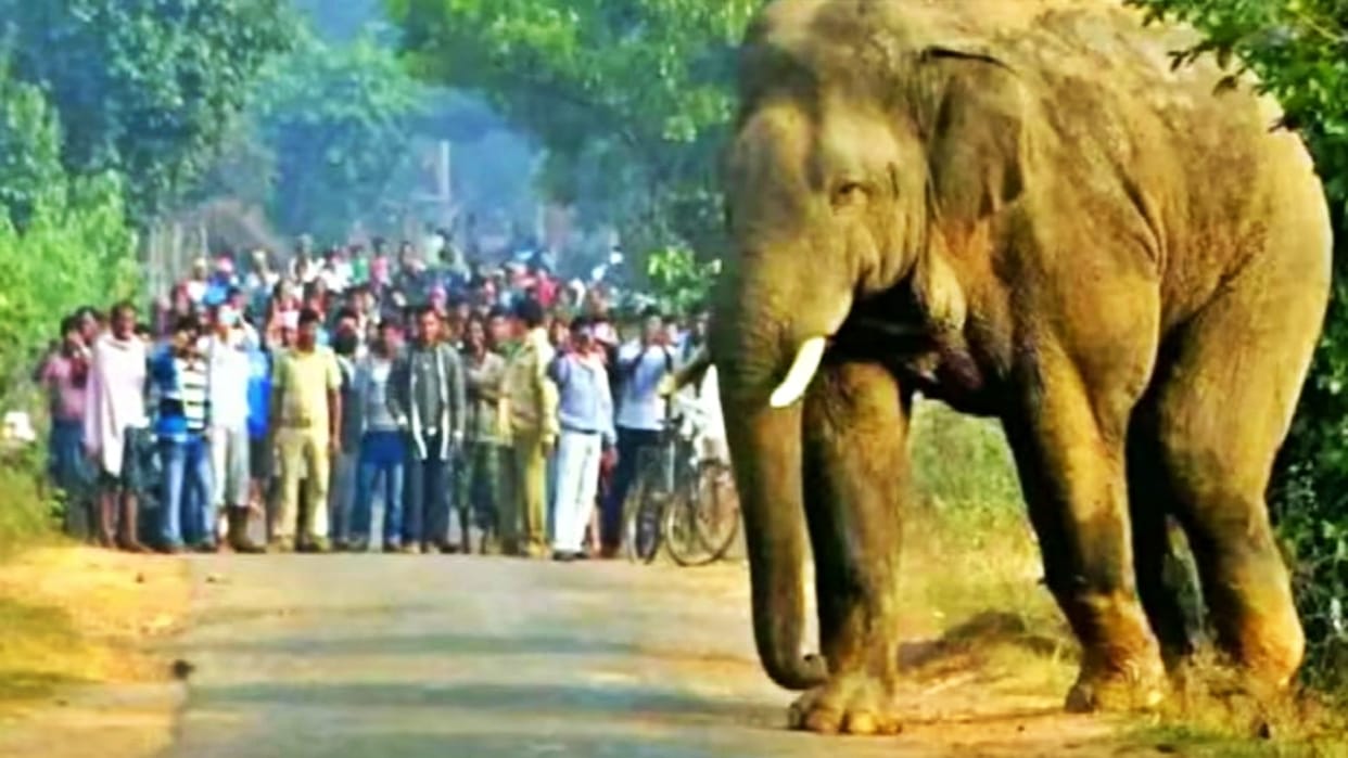Video Of Giant Elephant Was Angry And Started Pushing The Car With Its Trunk