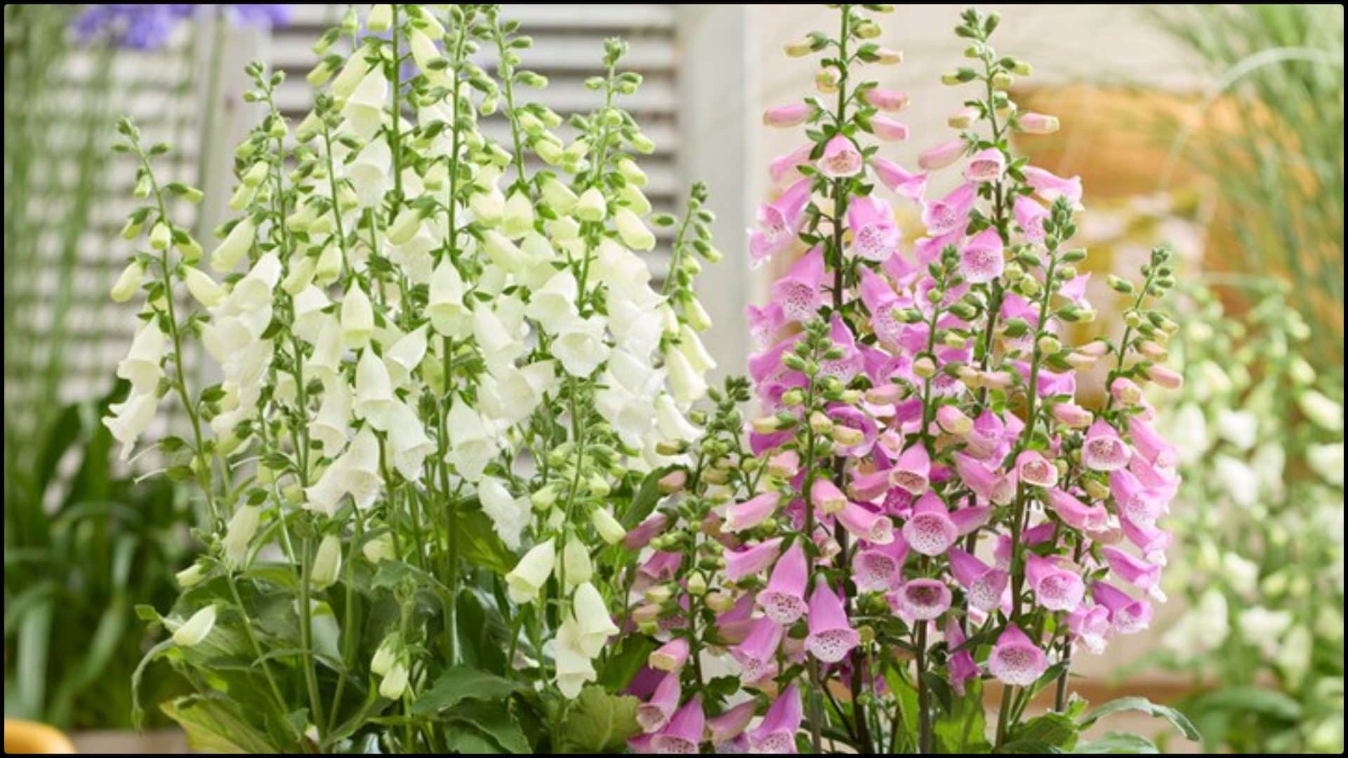 Gardening Tips Best plants to grow at home in december month sardiyon me kaunse paudhe lagane chahiye