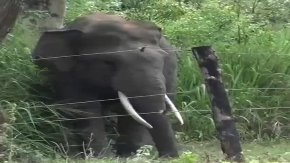 Loner elephant attacked husband and wife while they were sleeping husband saved his life by hiding under in Ko