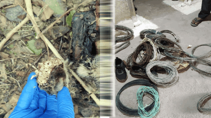 decomposed body of a leopard was found in Kabir Dham