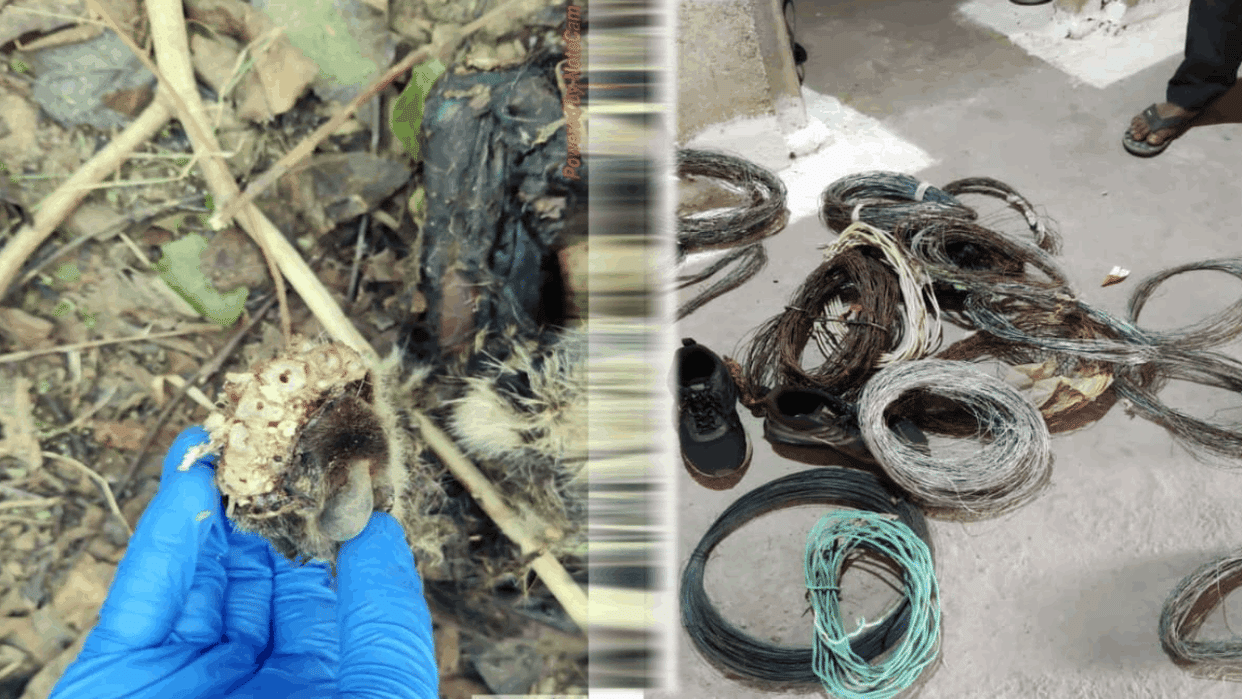 decomposed body of a leopard was found in Kabir Dham