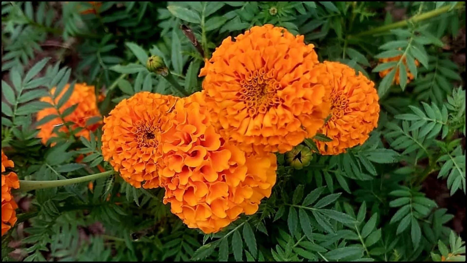 Gardening Tips Best plants to grow at home in december month sardiyon me kaunse paudhe lagane chahiye