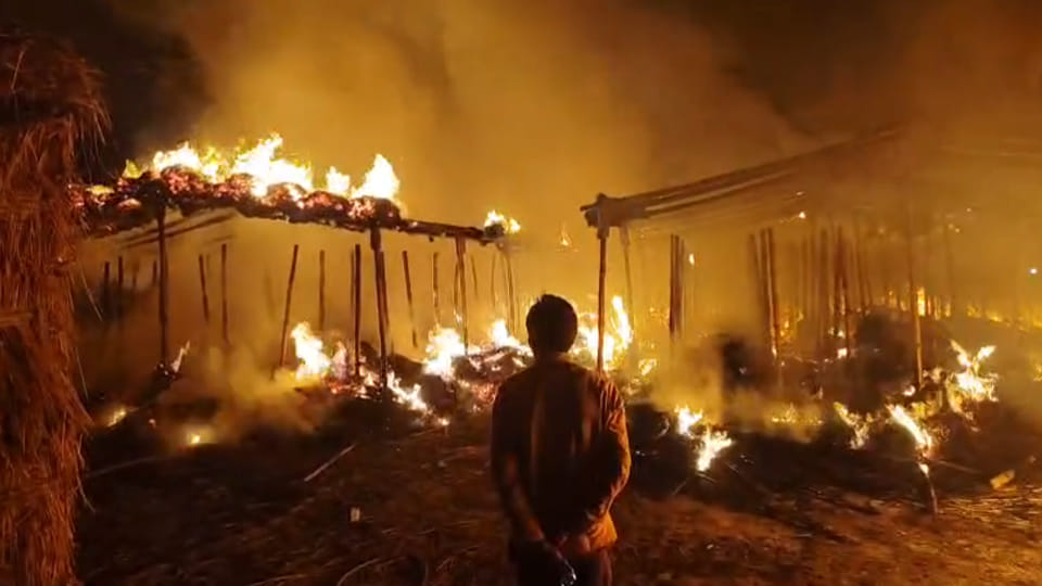 Fatehpur: Massive fire breaks out in three mushroom farms in a field; fire brigade brings it under control