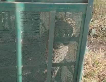 Indore: Leopard caught eating food kept in cage, roaming in township for three days