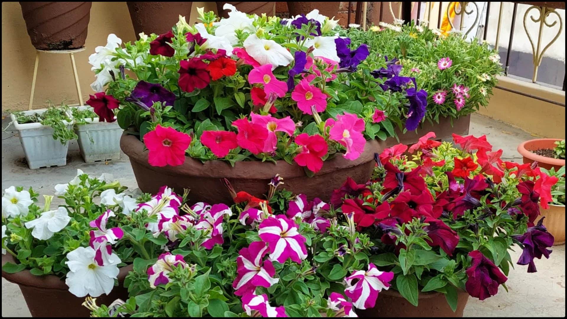 Gardening Tips Best plants to grow at home in december month sardiyon me kaunse paudhe lagane chahiye