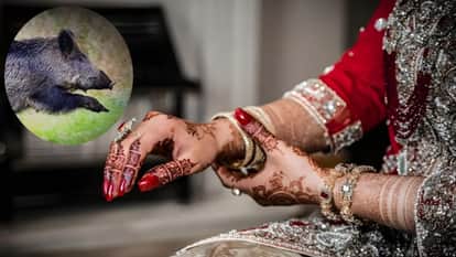 A pig was sacrificed to welcome the bride; an animal lover filed an FIR.