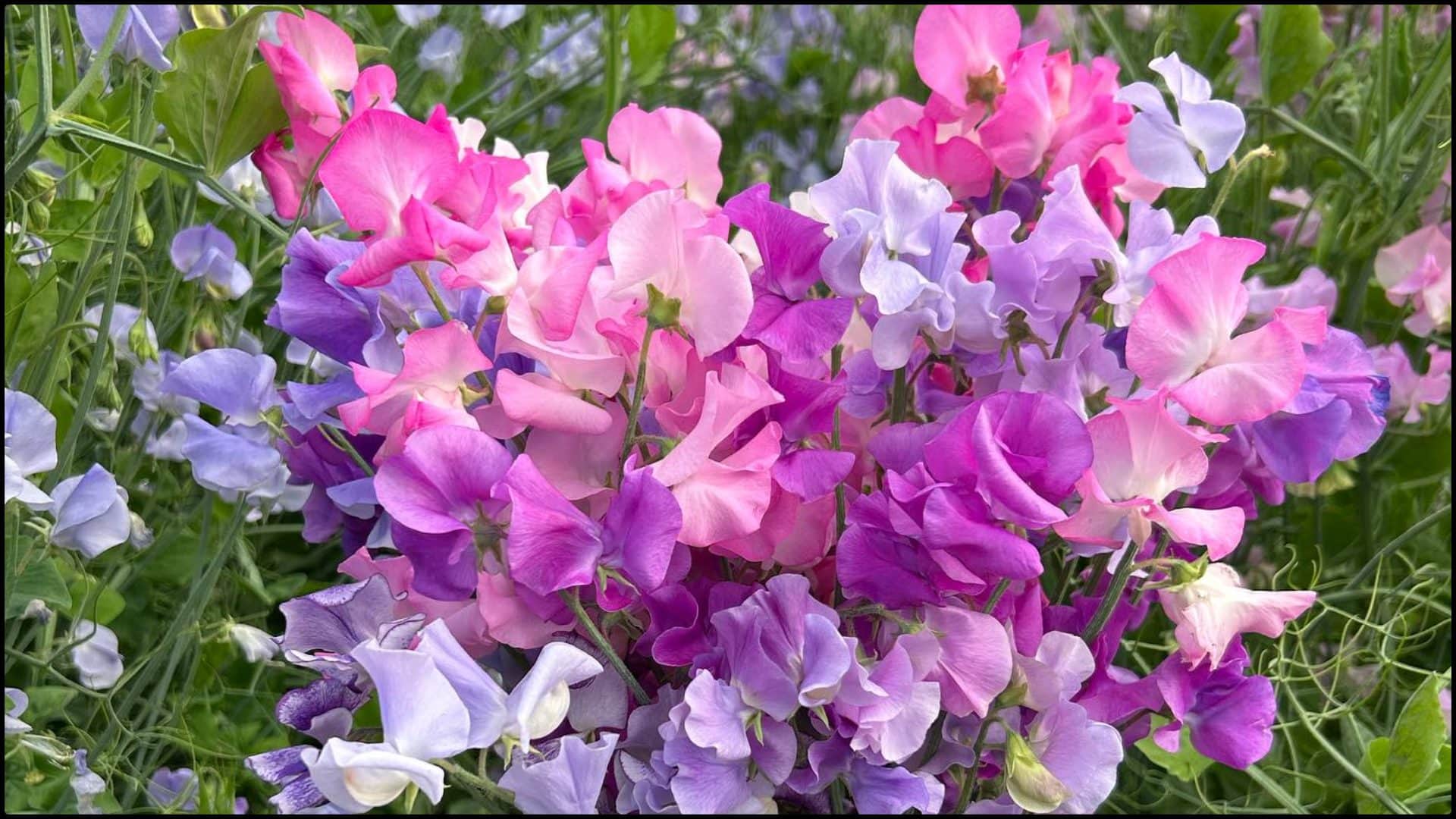 Gardening Tips Best plants to grow at home in december month sardiyon me kaunse paudhe lagane chahiye