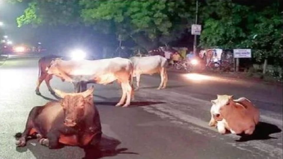 UP: No animals should be seen on the highways; the Urban Development Department has written to officials; offi