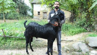 A 15-month-old 130 kg Beetal breed goat was sold for 95000 rupees Bilaspur Himachal