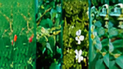 Climate crisis: Medicinal plants in the Eastern Himalayas and Indo-Burma on the verge of extinction