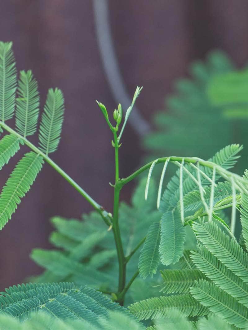 जानें घर में शमी का पौधा लगाने के सही वास्तु नियम