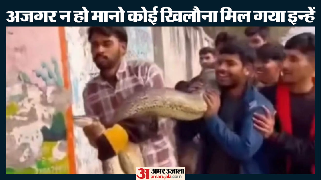 giant python caused a stir in village men carrying it on their shoulders