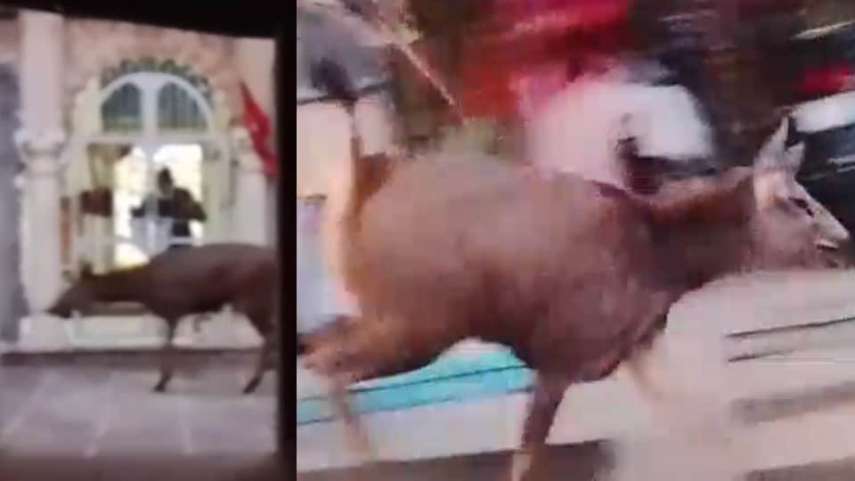 रिहायशी इलाके में पहुंचा सांभर