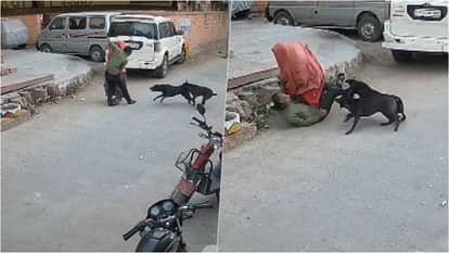 Jodhpur News: Stray Dogs Attack Woman and Man in Pratap Nagar Area, CCTV Footage Surfaces