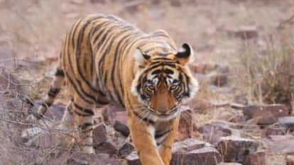 Sawai Madhopur News: Tigress Riddhi Spotted with Cubs at Ranthambore Fort Gate, Tourists Hold Their Breath