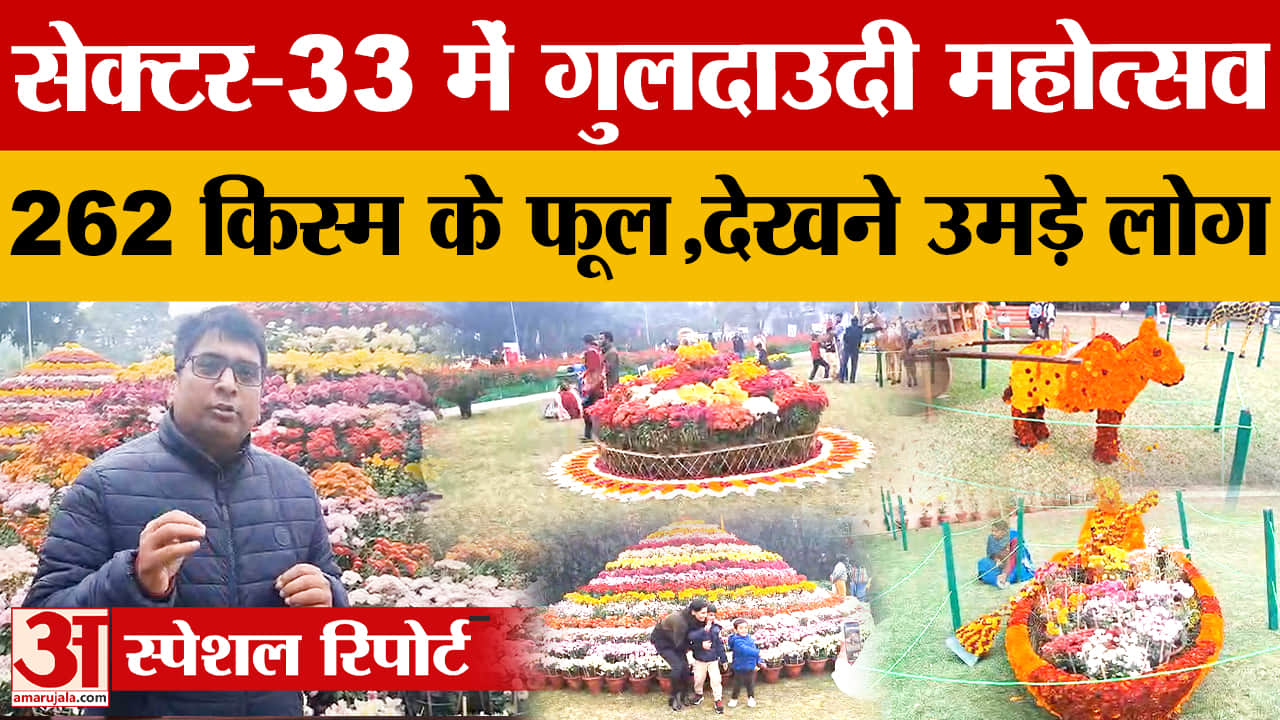 सेक्टर-33 टेरेंस गार्डन में 262 किस्म की गुलदाउदी प्रदर्शित