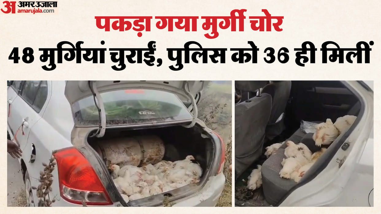 48 chickens stolen from poultry farm car driver accused arrested
