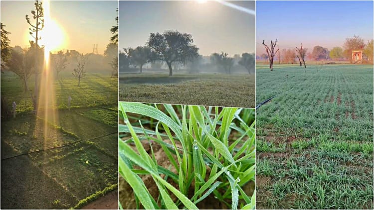 Rajasthan Weather Update: राजस्थान में घना कोहरा; पश्चिमी इलाकों में दिन के तापमान में 7 डिग्री तक गिरावट