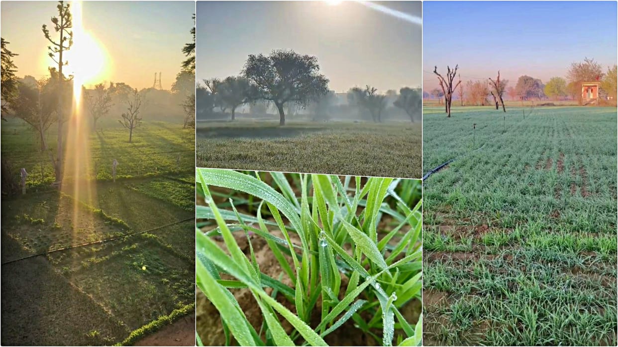 Rajasthan Weather: Shekhawati Freezing at 3 Degrees, Mercury May Drop to Freezing Point After December 24