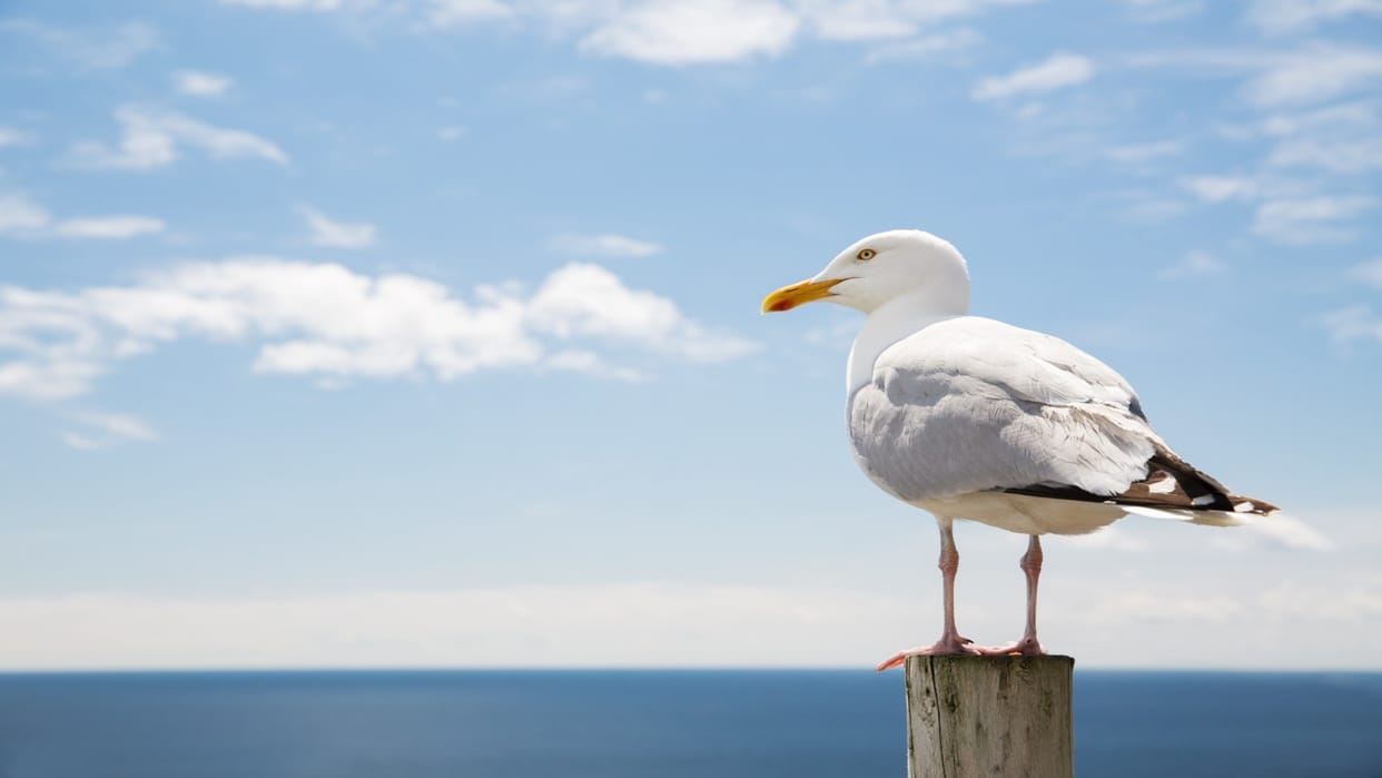 Chinese GPS Tracker Seagull Found Near Karwar Naval Base Security Agencies Are In Alert