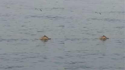Dolphins seen jumping in Mumbai sea video from Worli Sea Face goes viral creates a stir on social media