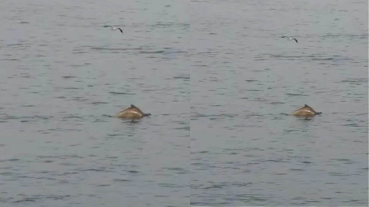 Dolphins seen jumping in Mumbai sea video from Worli Sea Face goes viral creates a stir on social media