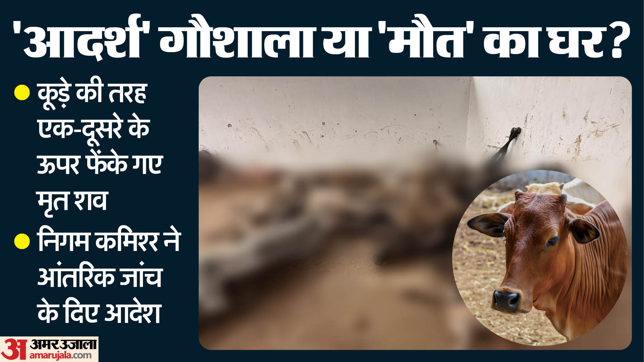 आदर्श गौशाला लाल टिपारा का हाल।