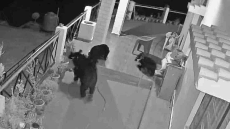 Uttarkashi: भोजन की तलाश में बच्चों के साथ घर में घुसा भालू, सीसीटीवी कैमरे में हुए कैद, ग्रामीणों में दहशत