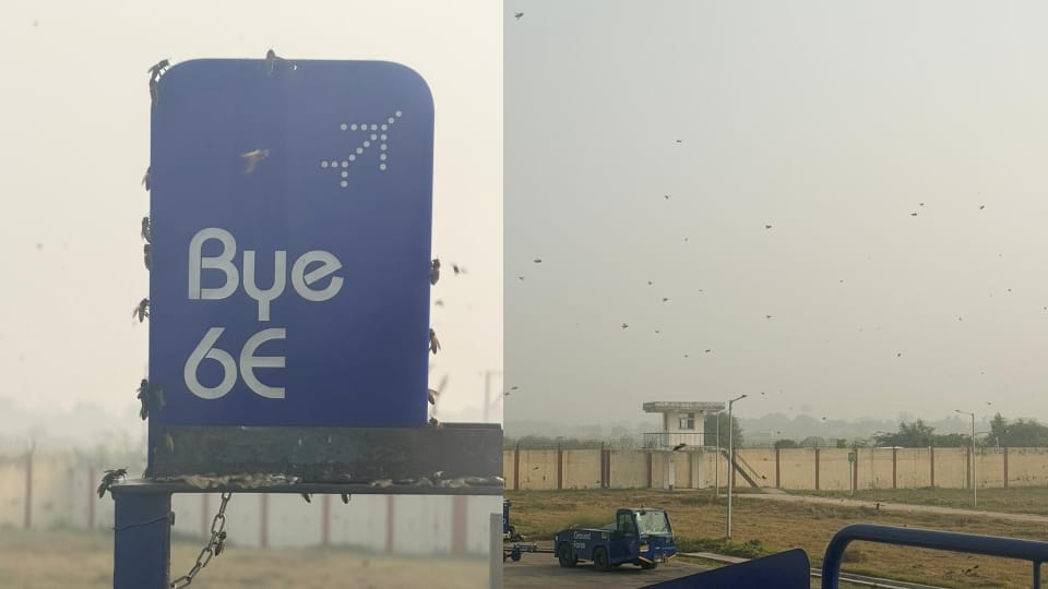 Honeybees entered aircraft at Kanpur airport flight was delayed by an hour and fifteen minutes