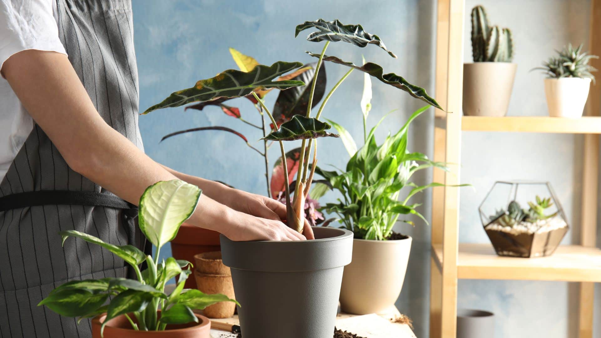 Does planting plants at home reduce indoor pollution Learn what the study say