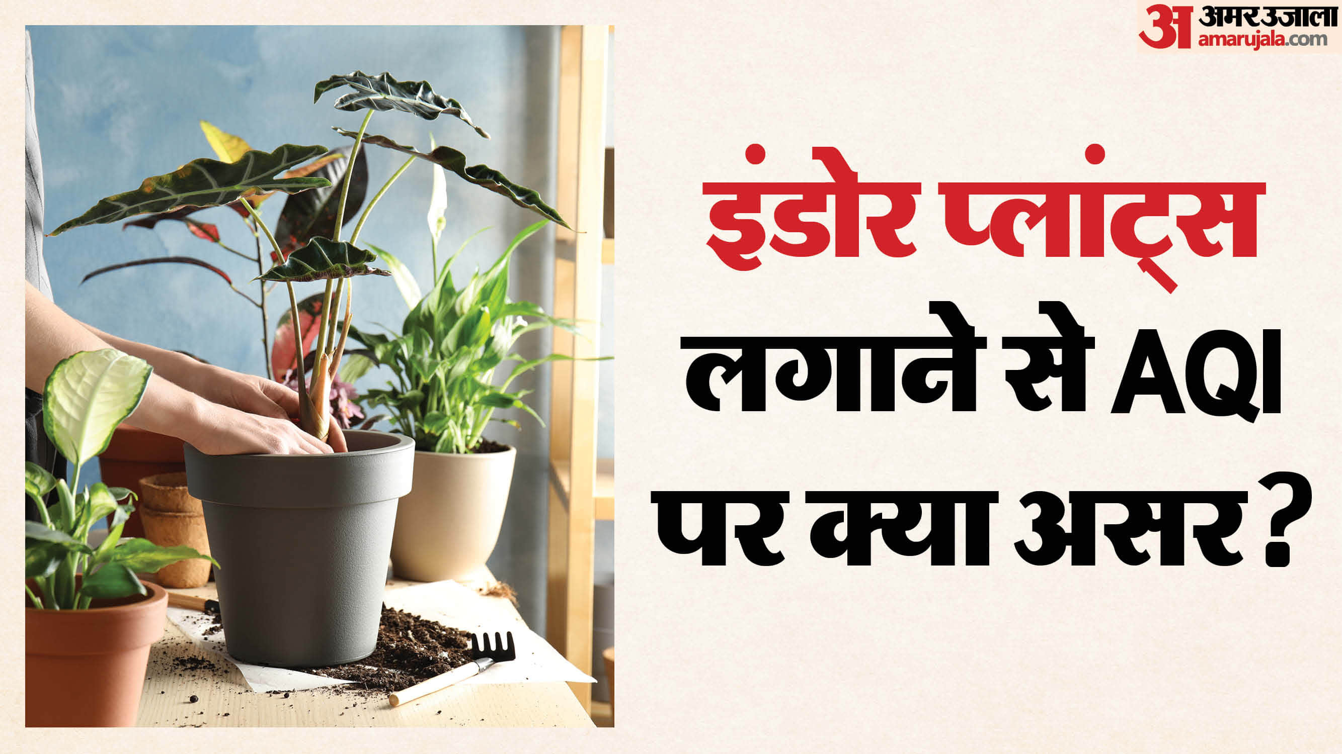 Does planting plants at home reduce indoor pollution Learn what the study say