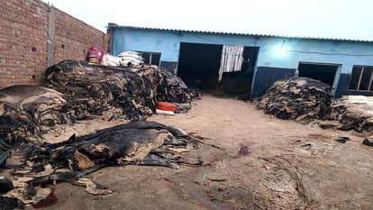 Raids conducted in Gadarpur for illegally running a slaughter house