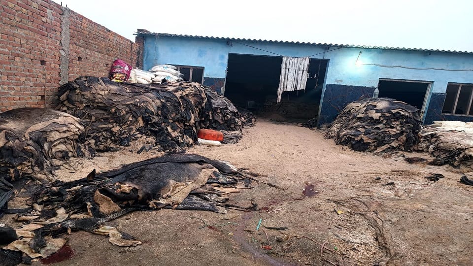 Raids conducted in Gadarpur for illegally running a slaughter house