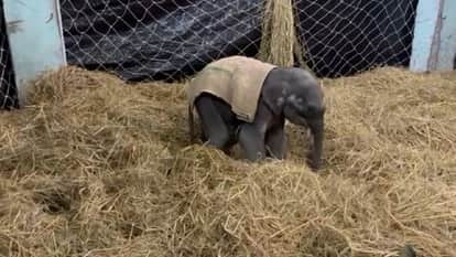 baby elephant from Bijnor has been brought to Pilibhit Tiger Reserve