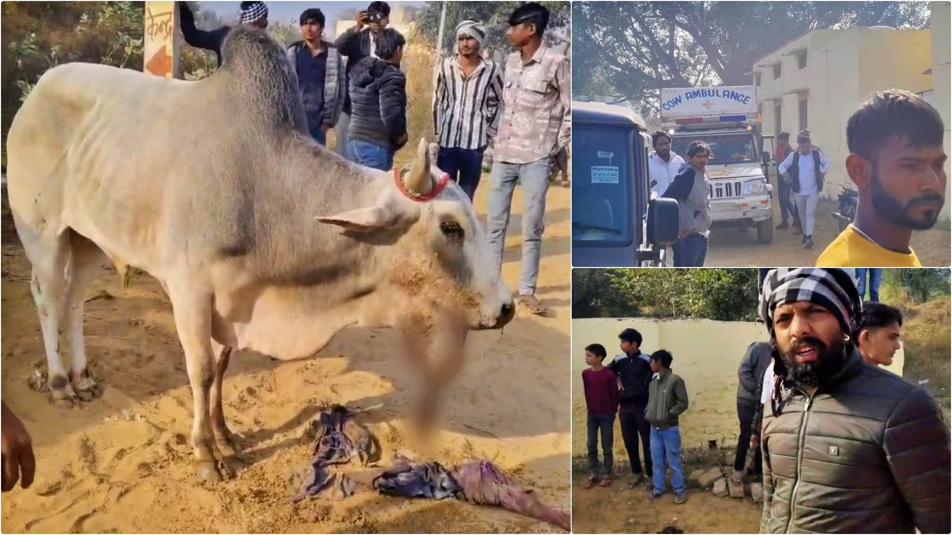 विस्फोटक से घायल बैल को भेजा गया पशु उपचारशाला