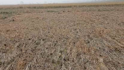 Bihar : Many acres of crops destroyed by chemical water of NTPC badh patna bihar