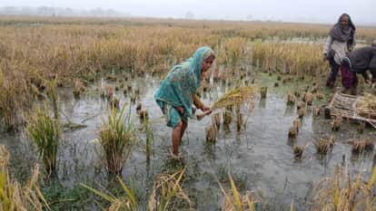 Bihar : Many acres of crops destroyed by chemical water of NTPC badh patna bihar
